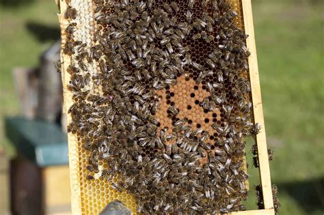 Do bees live without a queen?